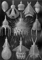 An illustration from Kunstformen der Natur (Tafel 90) (6197852666) (1904)