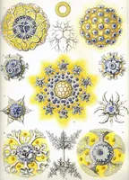 An illustration from Haeckel Polycyttaria (1904)