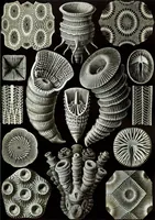 An illustration from Haeckel Tetracoralla (1904)