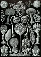 An illustration from Haeckel Mycetozoa (1904)
