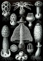 An illustration from Haeckel Spyroidea (1904)