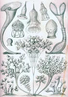 An illustration from Haeckel Ciliata (1904)