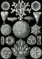 An illustration from Kunstformen der Natur (Tafel 60) (6197324119) (1904)