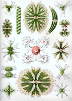 An illustration from Haeckel Desmidiea (1904)