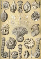 An illustration from Haeckel Thalamophora 12 (1904)