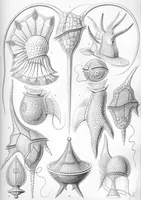 An illustration from Haeckel Mycetozoa (1904)