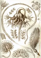 An illustration from Kunstformen der Natur (Tafel 64) (6197844104) (1904)