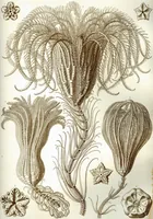 An illustration from Haeckel Crinoidea (1904)