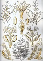 An illustration from Kunstformen der Natur (Tafel 65) BHL47388307 (1899)