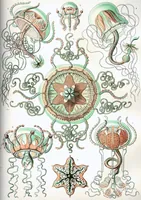 An illustration from Haeckel Trachomedusae (1904)
