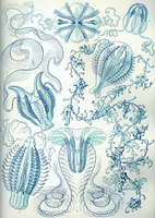An illustration from Haeckel Ctenophorae (1904)