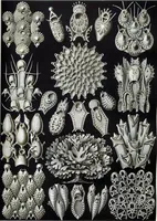 An illustration from Haeckel Bryozoa 33 (1904)
