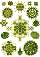 An illustration from Haeckel Melethallia (1904)