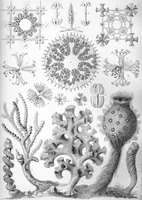 An illustration from Haeckel Thalamophora 81 (1904)