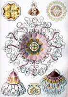 An illustration from Haeckel Peromedusae (1904)