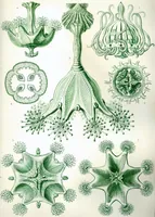 An illustration from Haeckel Stauromedusae (1904)