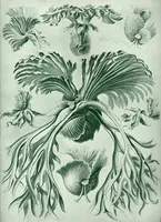 An illustration from Haeckel Filicinae (1904)