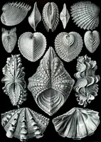 An illustration from Kunstformen der Natur (Tafel 2) (6197833068) (1904)