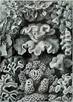 An illustration from Lichenes. - Flechten LCCN2015648964 (1904)