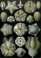 An illustration from Haeckel Blastoidea (1904)