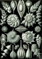 An illustration from Haeckel Thalamophora 81 (1904)
