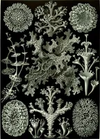 An illustration from Haeckel Lichenes (1904)