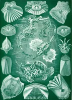 An illustration from Kunstformen der Natur (Tafel 40) (6197319683) (1904)