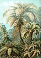 An illustration from Haeckel Filicinae 92 (1904)