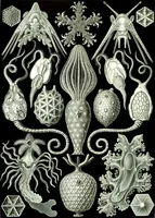 An illustration from Kunstformen der Natur (Tafel 76) (6197849718) (1904)