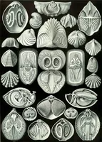 An illustration from Kunstformen der Natur (Tafel 2) (6197832928) (1904)