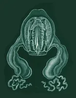 An illustration from Procharybdis tetraptera aka Alatina tetraptera (Haeckel, 1880) (1904)
