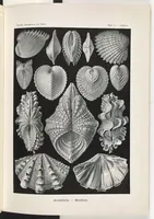 An illustration from Acephala. - Muscheln LCCN2014645038 (1904)