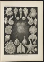 An illustration from Thalamophora. - Kammerlinge LCCN2015647733 (1904)
