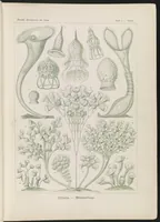 An illustration from Haeckel Crinoidea (1904)