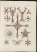 An illustration from Kunstformen der Natur (Tafel 6) (6197833788) (1904)