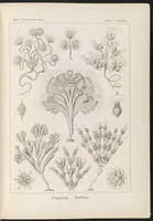 An illustration from Flagellata. - Geiklinge LCCN2015648900 (1904)
