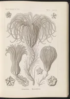 An illustration from Crinoidea. - Palmensterne LCCN2015648907 (1904)