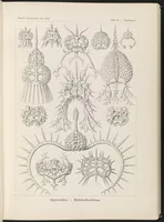An illustration from Spyroidea. - Nükchenstrahlinge LCCN2015648909 (1904)
