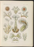 An illustration from Bryozoa. - Moostiere LCCN2015648910 (1904)