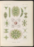 An illustration from Stephoidea. - Ringelstrahlinge LCCN2015648952 (1904)