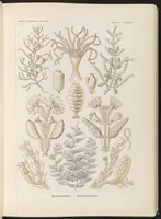 An illustration from Sertulariae. - Reihenpolnpen LCCN2015648912 (1904)
