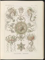 An illustration from Trachomedusae. - Kolbenquallen LCCN2015648913 (1904)