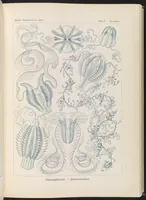 An illustration from Ctenophorae. - Kammquallen LCCN2015648914 (1904)