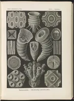An illustration from Tetracoralla. - Bierstrahlige Sternkorallen LCCN2015648915 (1904)