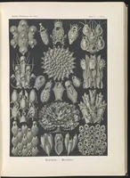 An illustration from Bryozoa. - Woostiere LCCN2015648919 (1904)