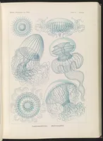 An illustration from Kunstformen der Natur (Tafel 47) (6197840248) (1904)