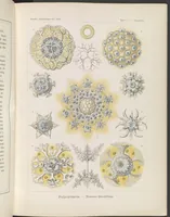 An illustration from Polycyttaria. - Vereins-Strahlinge LCCN2015648935 (1904)