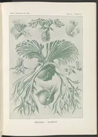 An illustration from Filicinae. - Laubfarne LCCN2015648936 (1904)