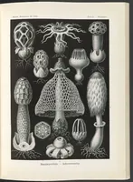 An illustration from Kunstformen der Natur (Tafel 78) BHL47388373 (1899)