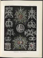 An illustration from Stephoidea. - Ringelstrahlinge LCCN2015648952 (1904)
